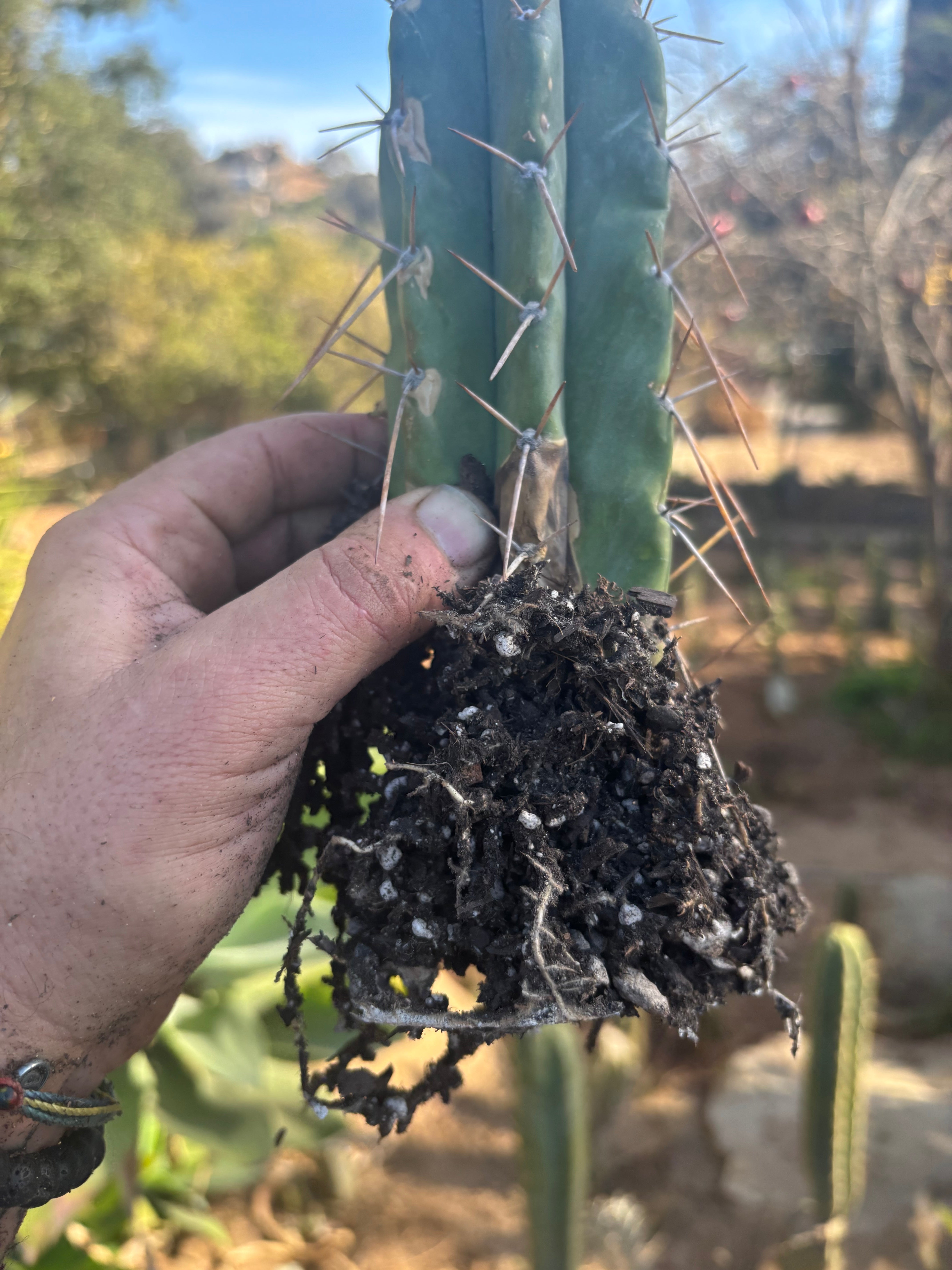 👑🌶️ Lumberjack— Fully Rooted 12” Tip