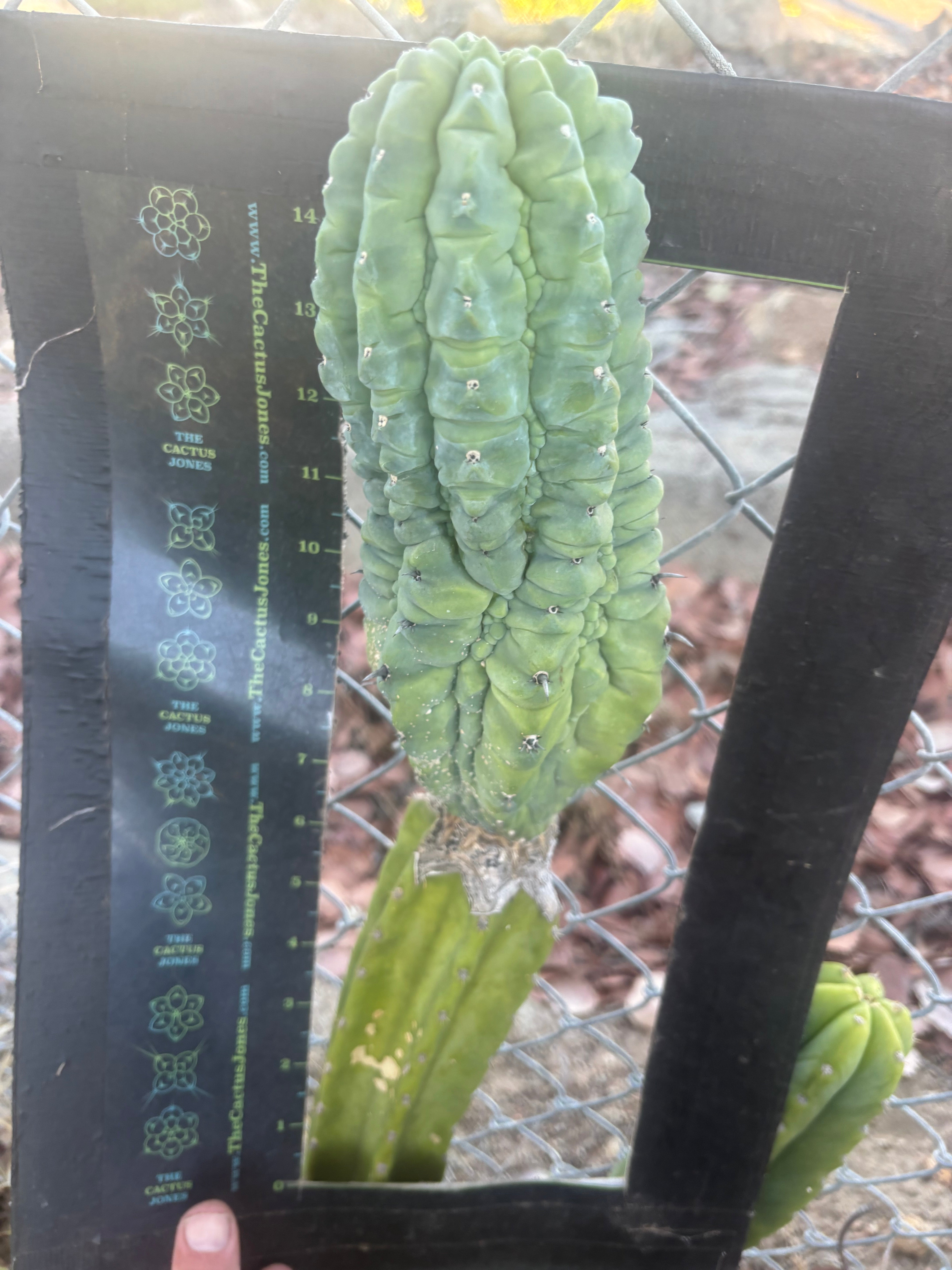 👑💎 Glorp — Another XL Graft
