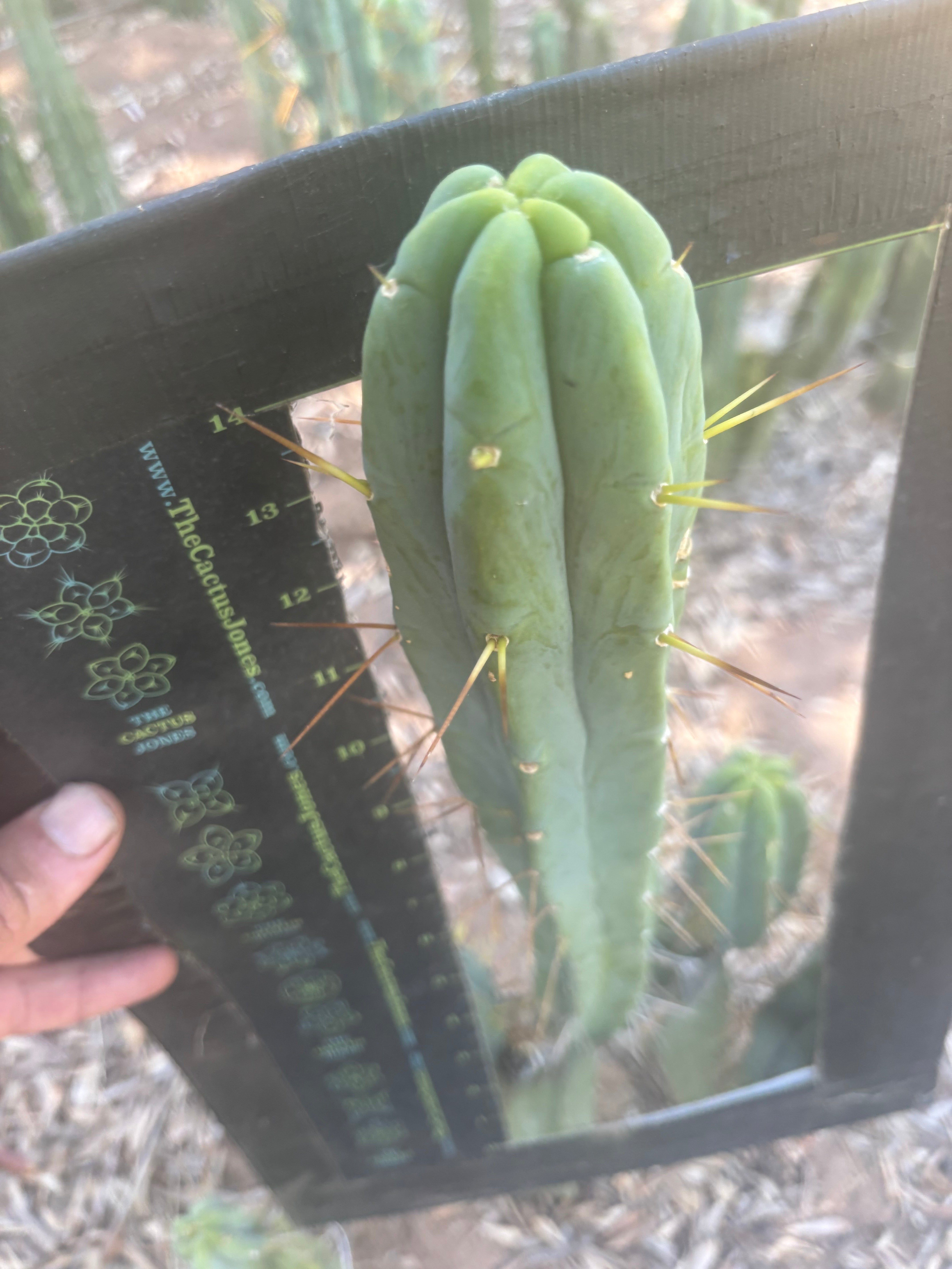 👑🌶️ Species C — XL 15” Pup
