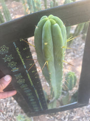 👑🌶️ Species C — XL 15” Pup