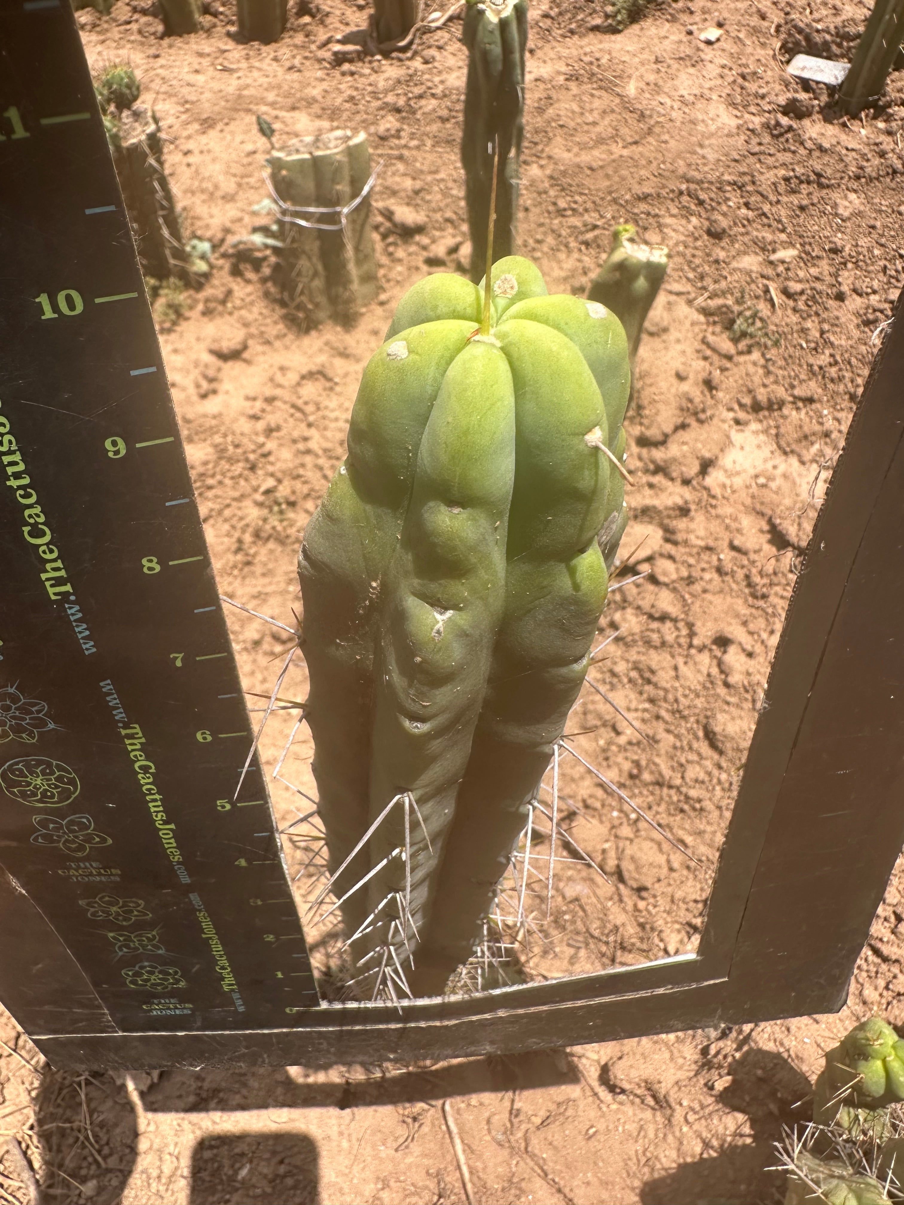 👑🌶️ SS02 — 10” Tip