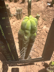 👑🌶️ SS02 — 10” Tip