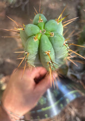 👑🌶️🌶️ Pala! — 9” Pup