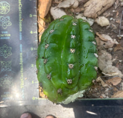 💎🦄💎 JS444 x Pluto (Cross Genus!) — Fat 5” Grenade