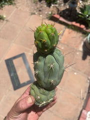 💎👑 Bruce’s Dragon — Chonky 9” Stacker Pup