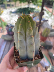 👑🌶️ Hammer — Rooted / Whole