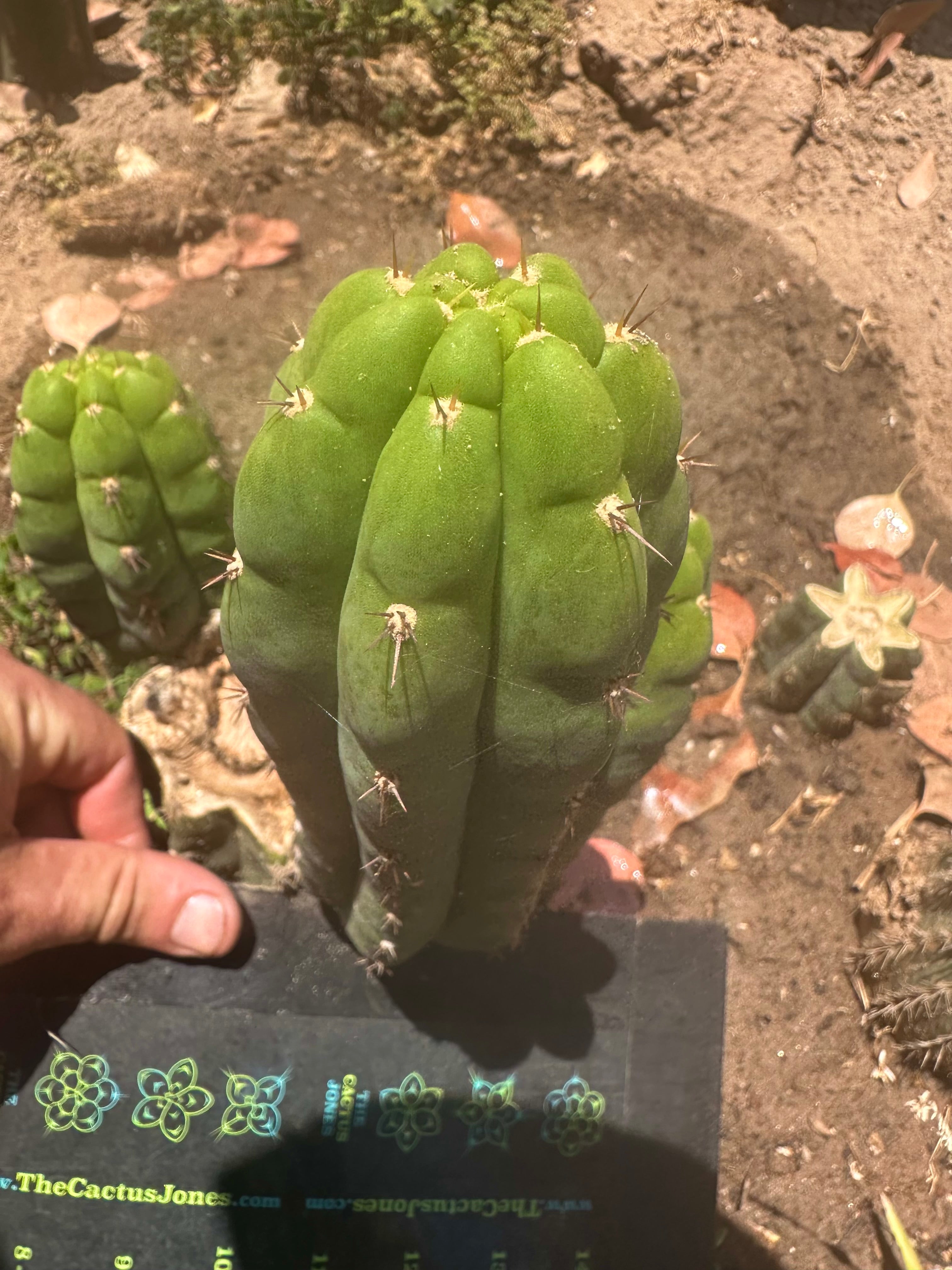 👑🌶️ Blue Ecuador— 8” Pup
