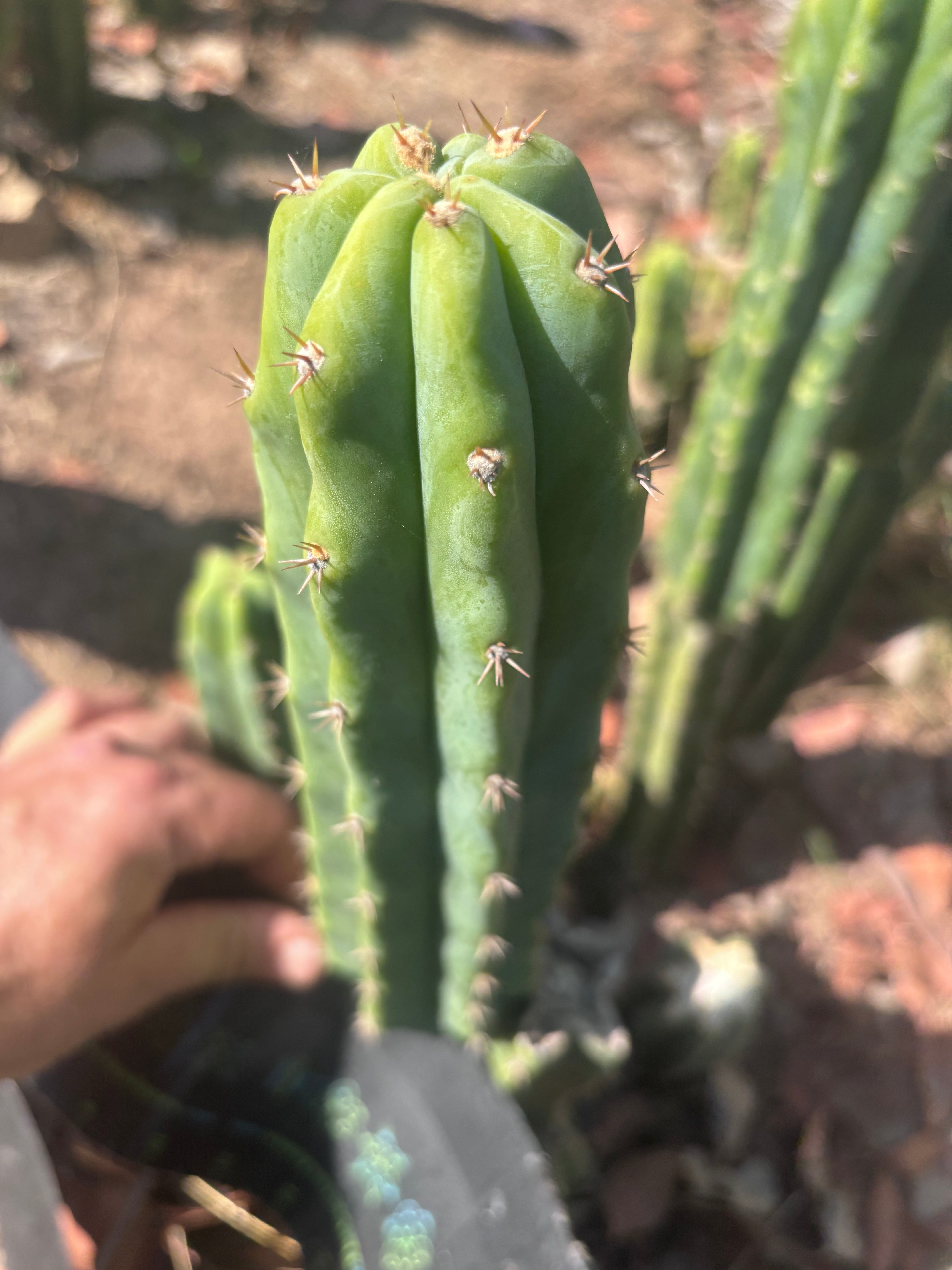 🌶️🌶️ NoidTwo — 11” Pup
