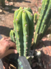 🌶️🌶️ NoidTwo — 11” Pup