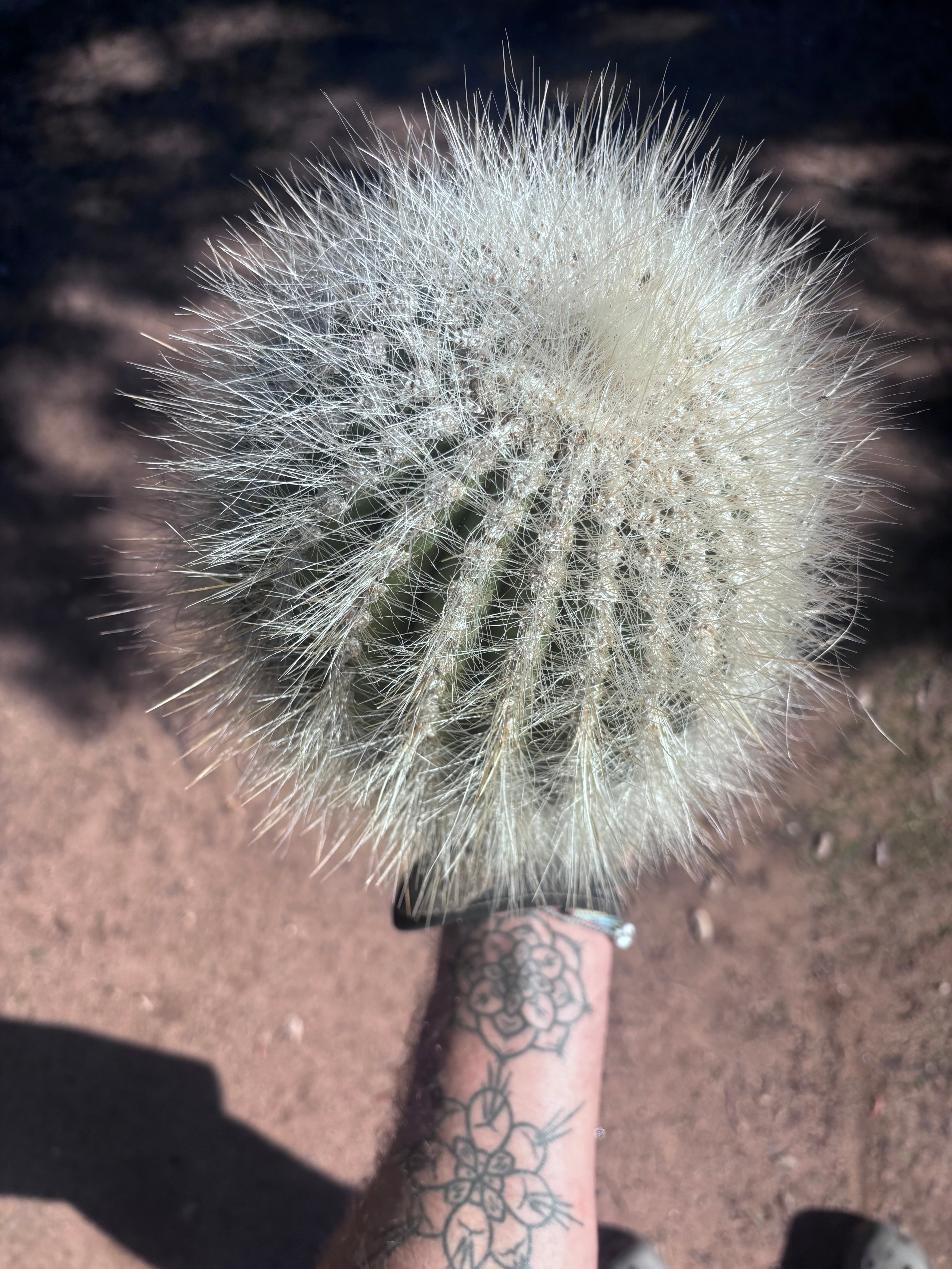 💎 T. Atacamensis — 11” x 8” Fur Melon (Last One)
