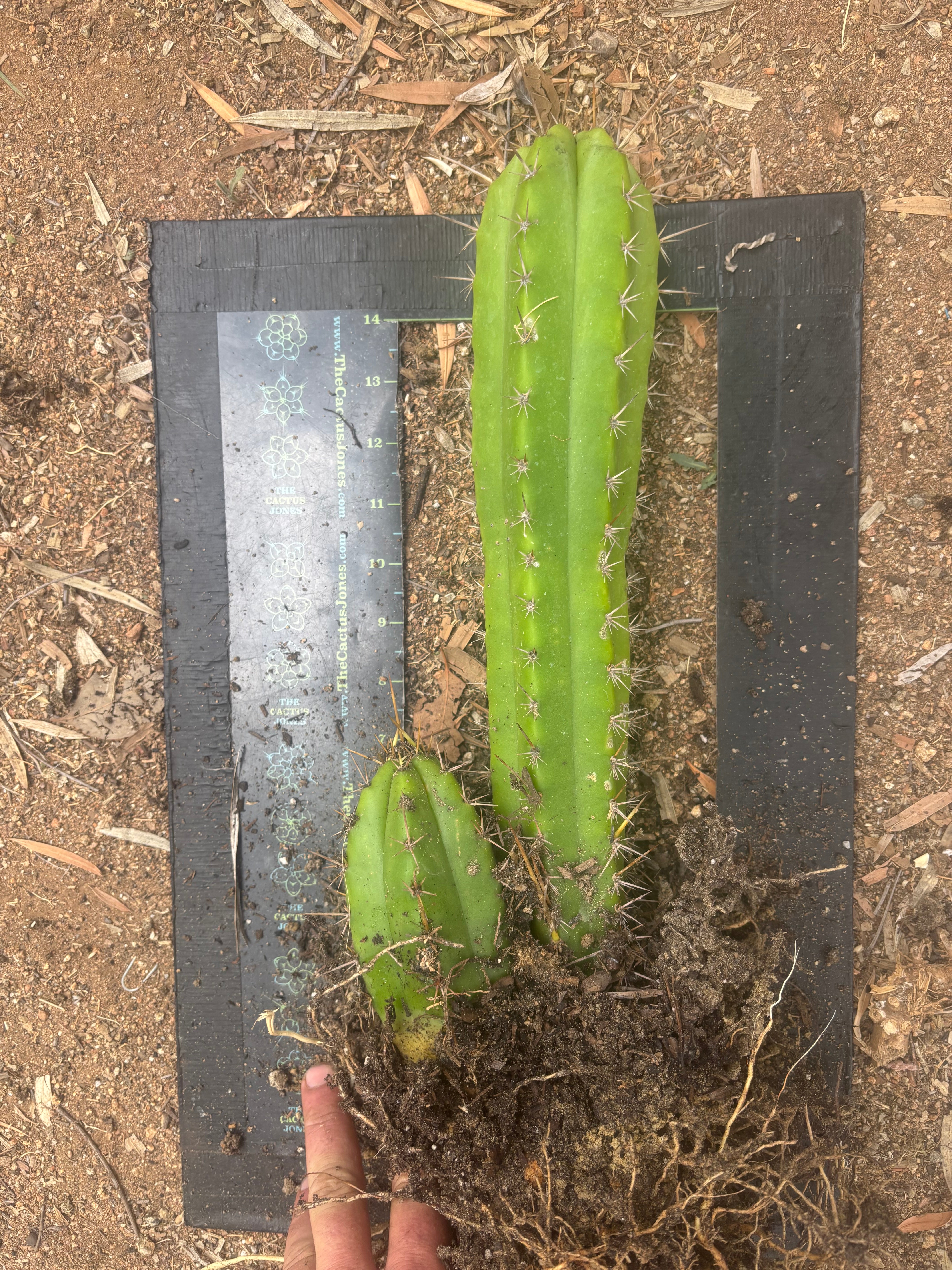 (🌶️) Lumberjack x Huaraz — Seed Grown Mini Stand