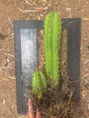 (🌶️) Lumberjack x Huaraz — Seed Grown Mini Stand