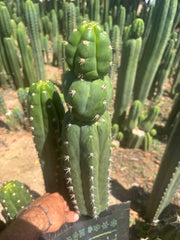 💎👑🌶️ Huancabamba — XL 16” Tip
