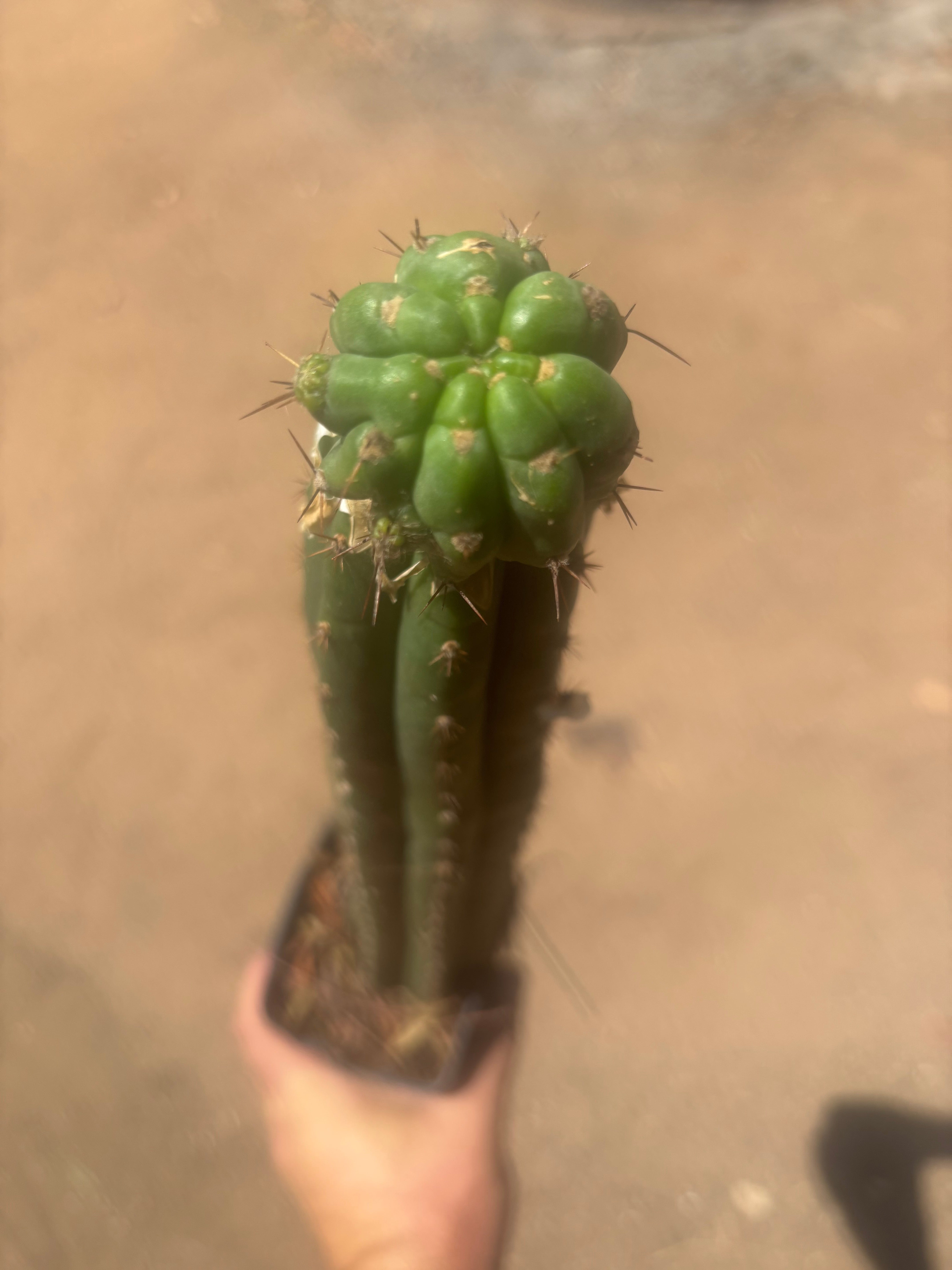 💎👑💎 Havran — Established Pup Graft on Rooted 15” Torres & Torres