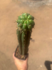 💎👑💎 Havran — Established Pup Graft on Rooted 15” Torres & Torres
