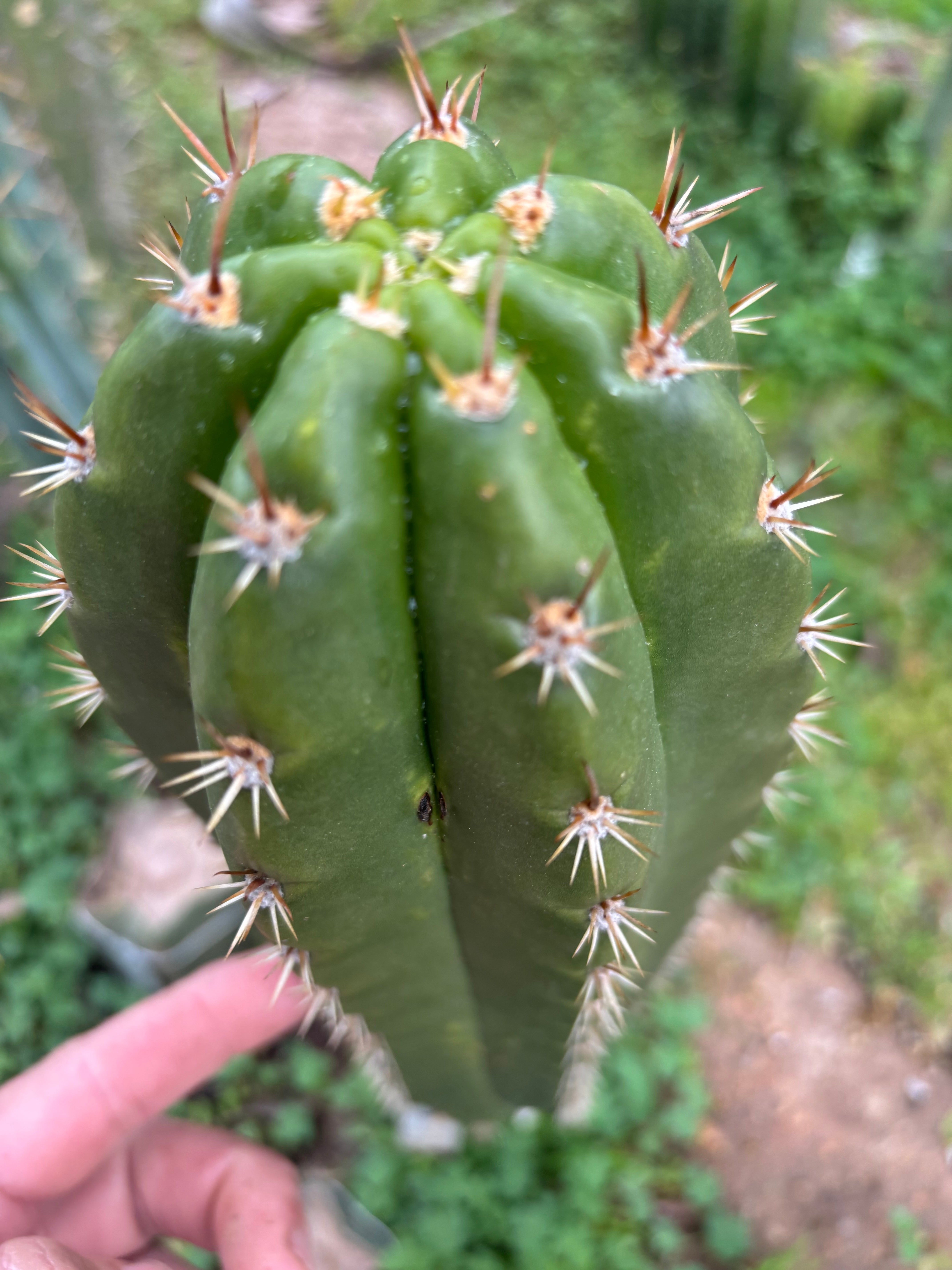 💎👑💎🌶️ CareBear — XL Rooted Graft