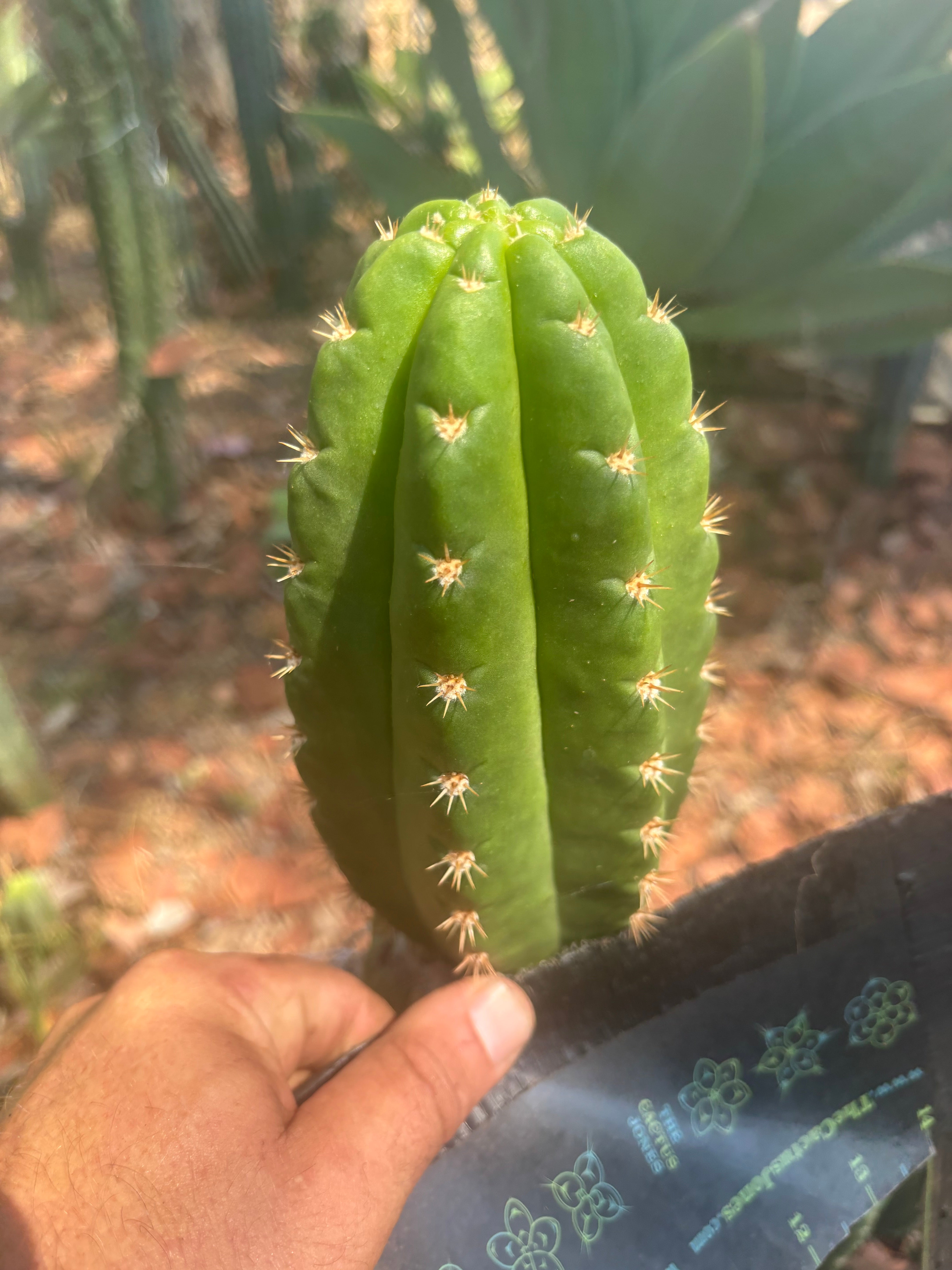 💎👑💎🌶️ CareBear — 6.5” Tip