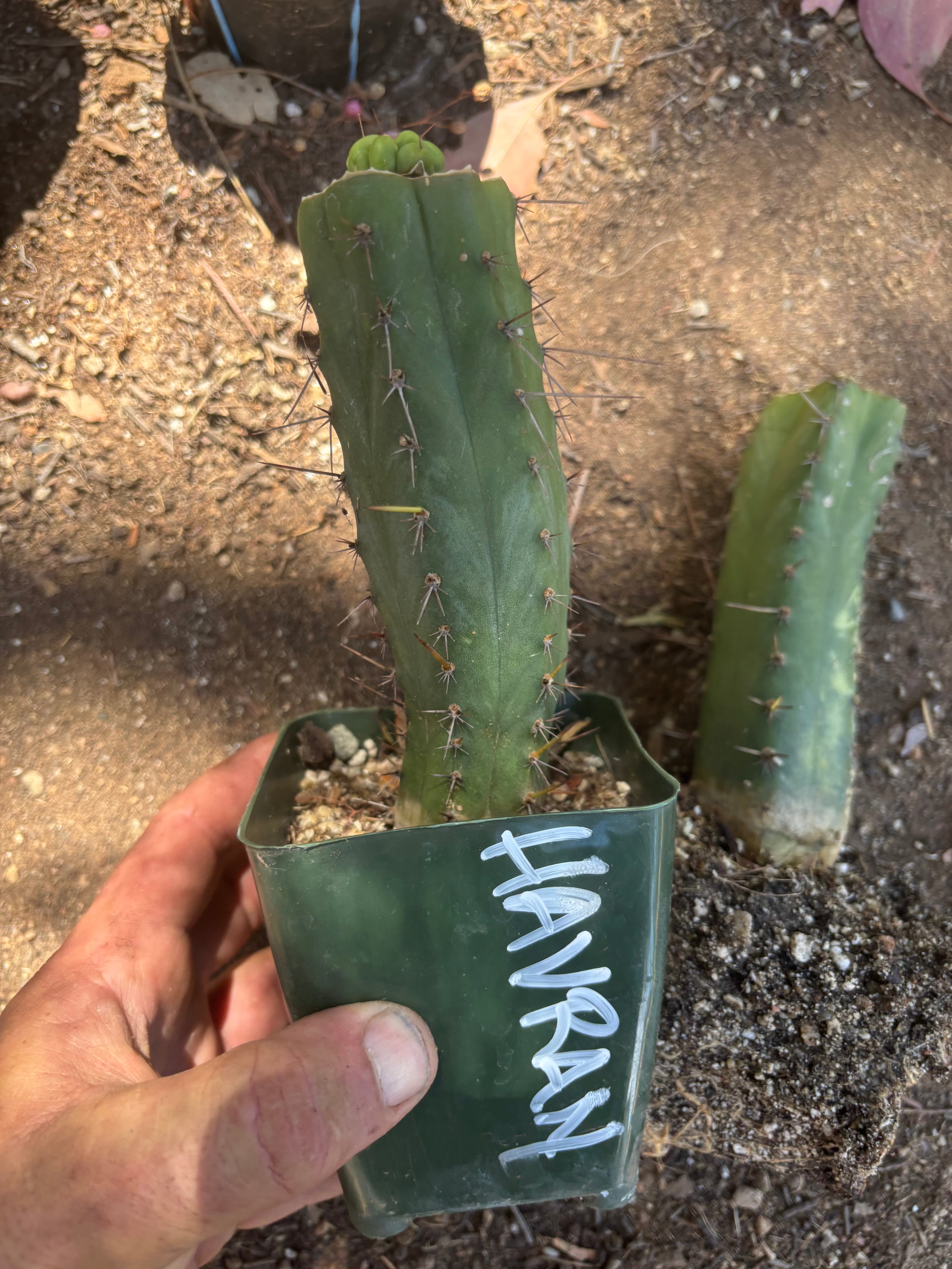 💎👑💎 Havran — Pup Graft on Rooted Hammer (2 Available)