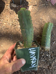 💎👑💎 Havran — Pup Graft on Rooted Hammer (2 Available)