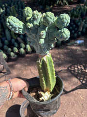💎👑💎 Glorp — XL Rooted Pupsplosion Graft