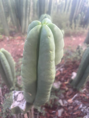 💎👑🌶️ Ferah — Chonky 8.5” Tip