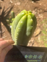👑💎🌶️ “Lil Inca” / JN08.2379M  — Chunky 5.5” Tip