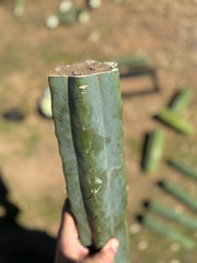 👑🌶️ Chucky — Massive 14” Mids