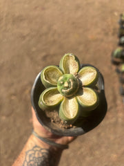 💎👑💎 SCB  — Pup Graft on Rooted Pierre