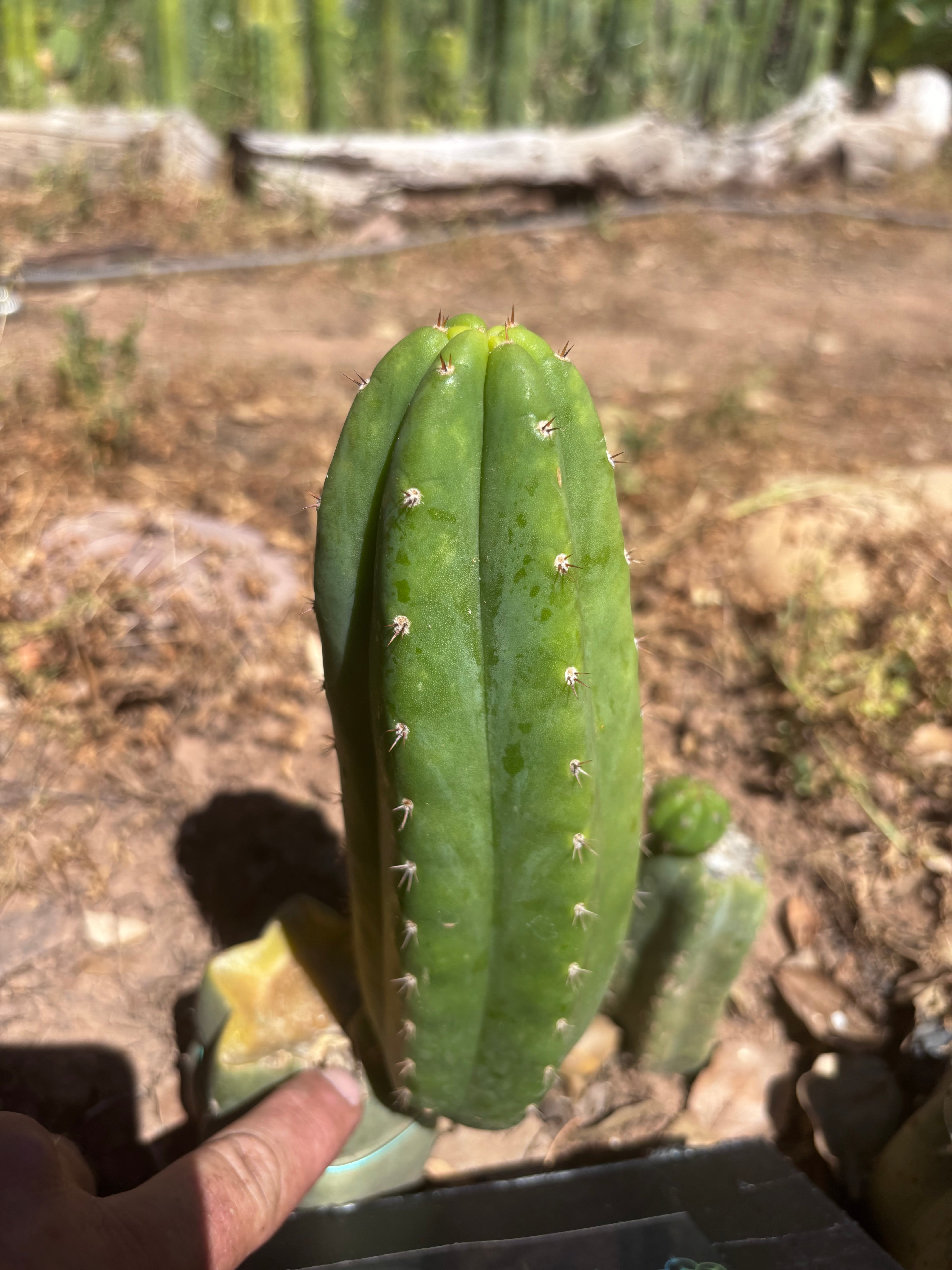 💎👑🌶️🌶️ KR04 — 6.5” Pup