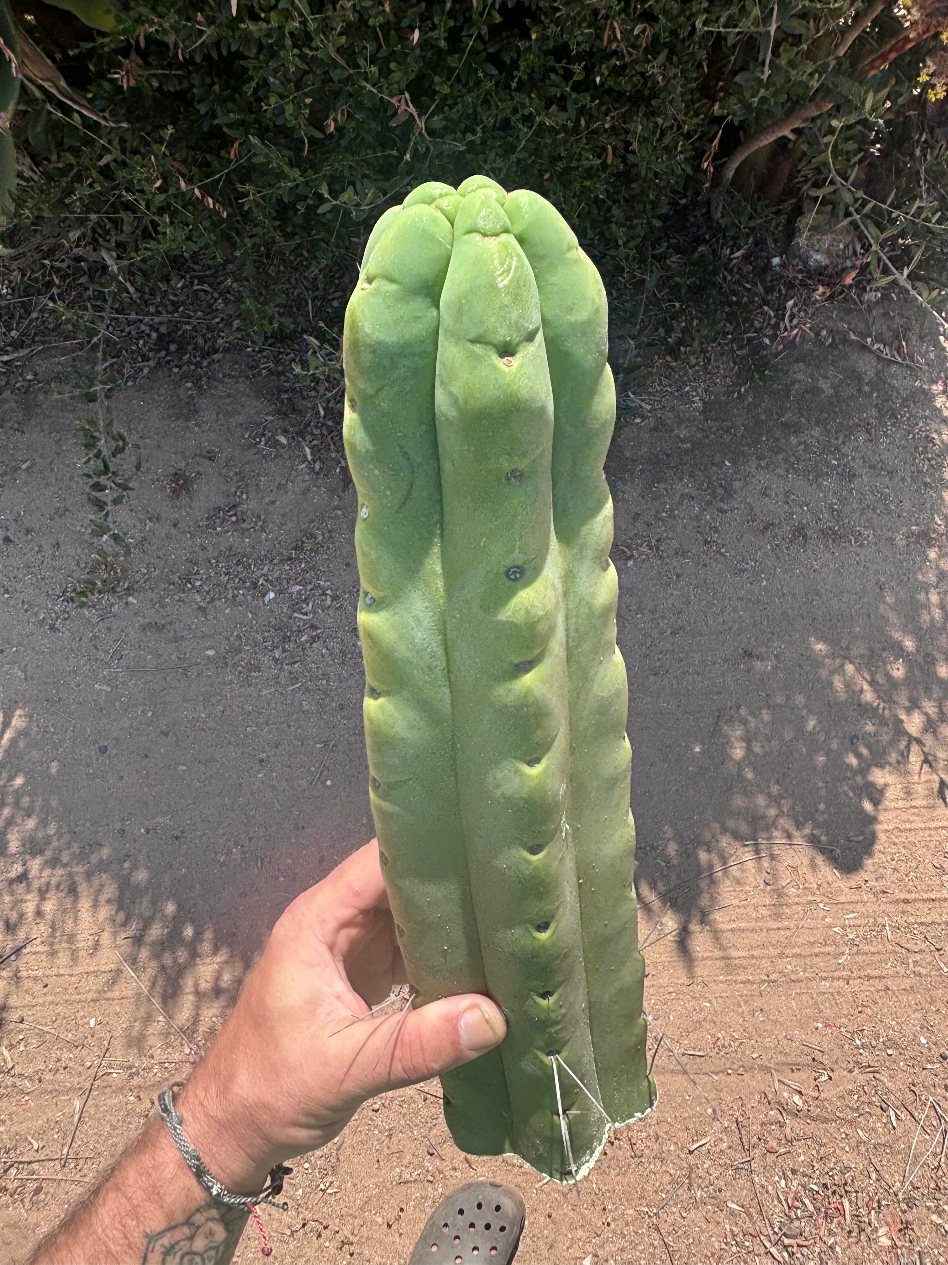 👑💎🌶️🌶️ Eileen — XL 14” Mega Tip