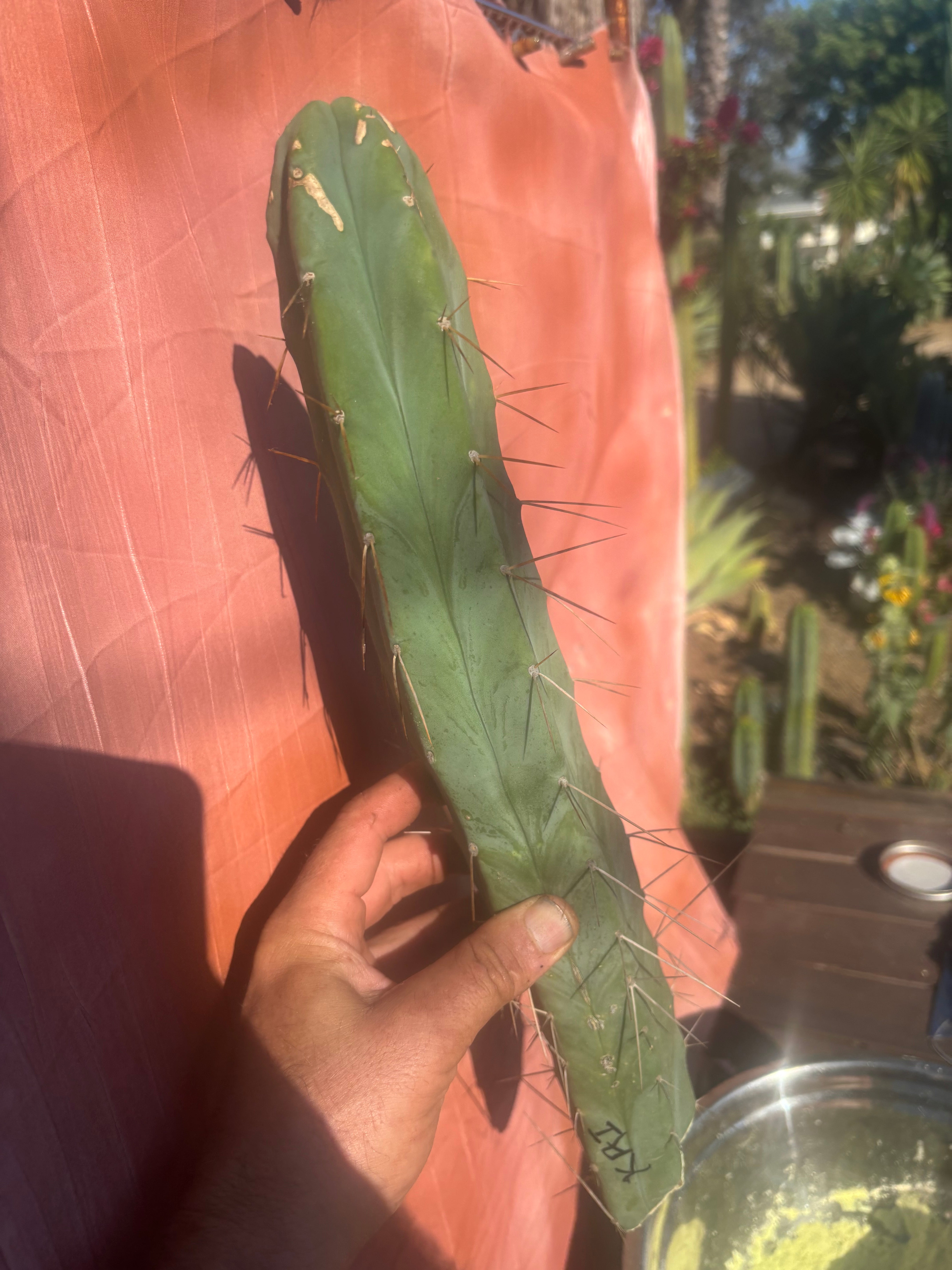 👑🌶️ Kai — 15” Tip