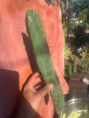 👑🌶️ Kai — 15” Tip