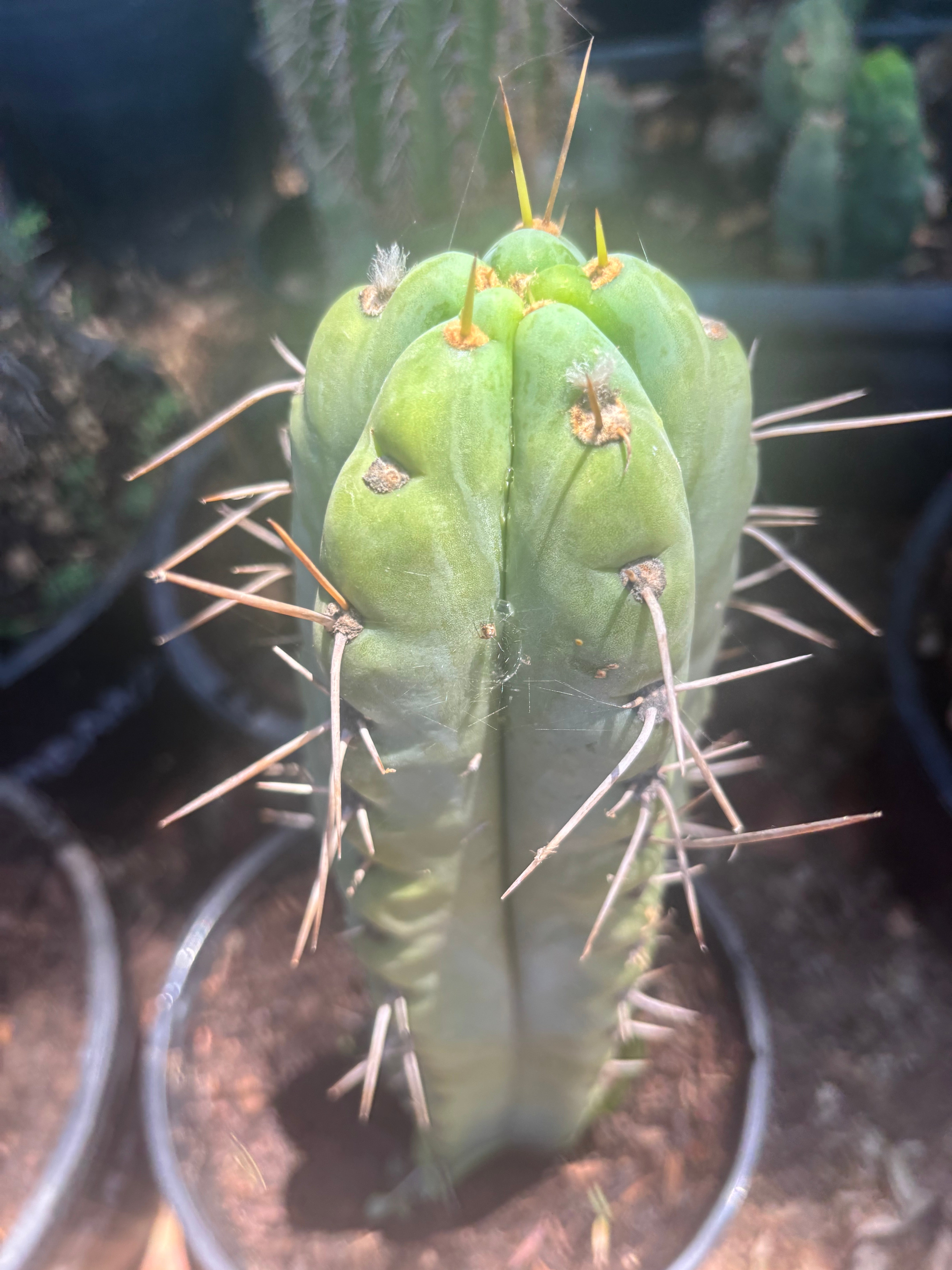 💎🌶️🌶️ NOM — Thick 7” Tip