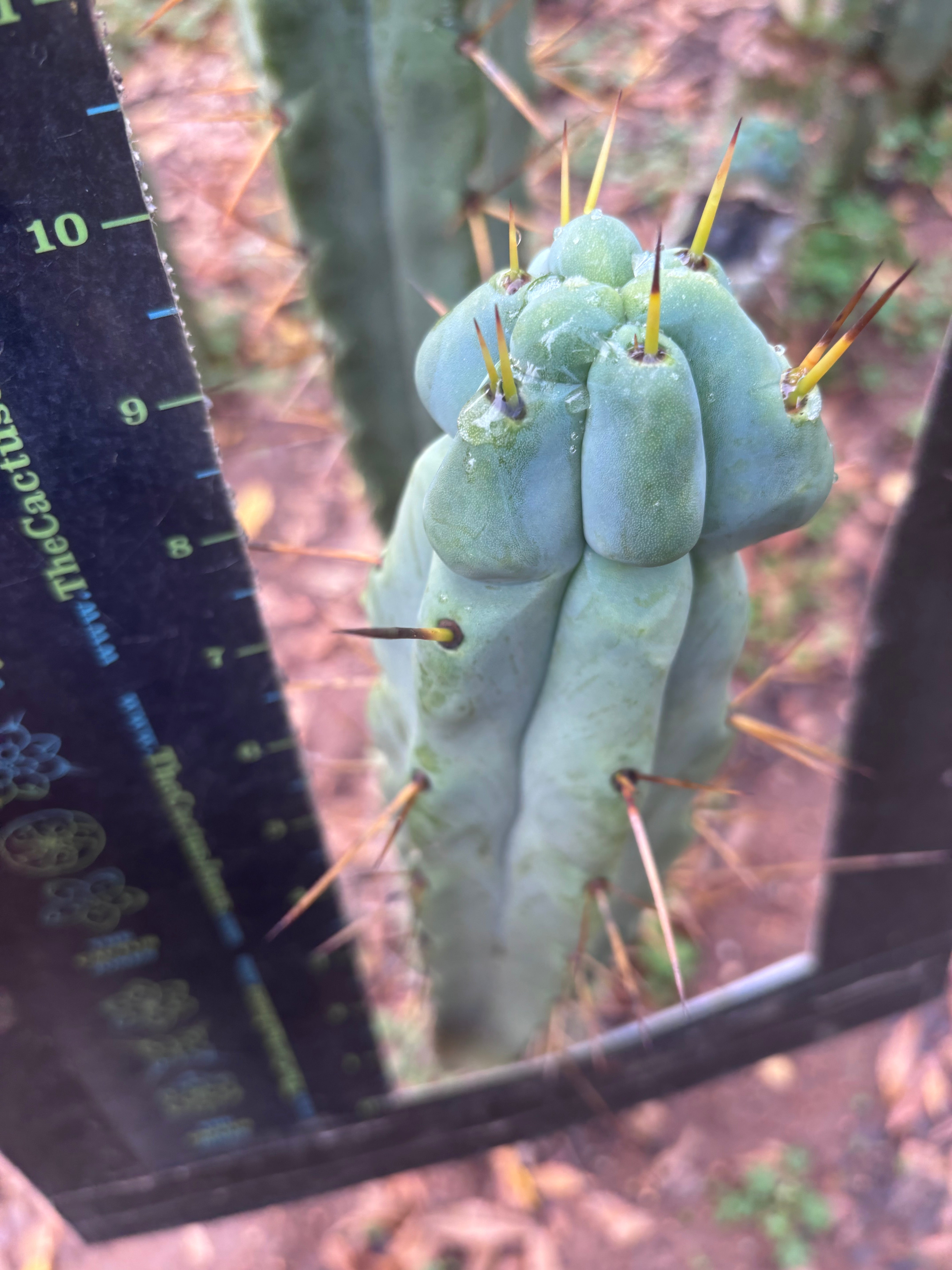 💎🌶️ Kai x Sina — Melty 10” Tip