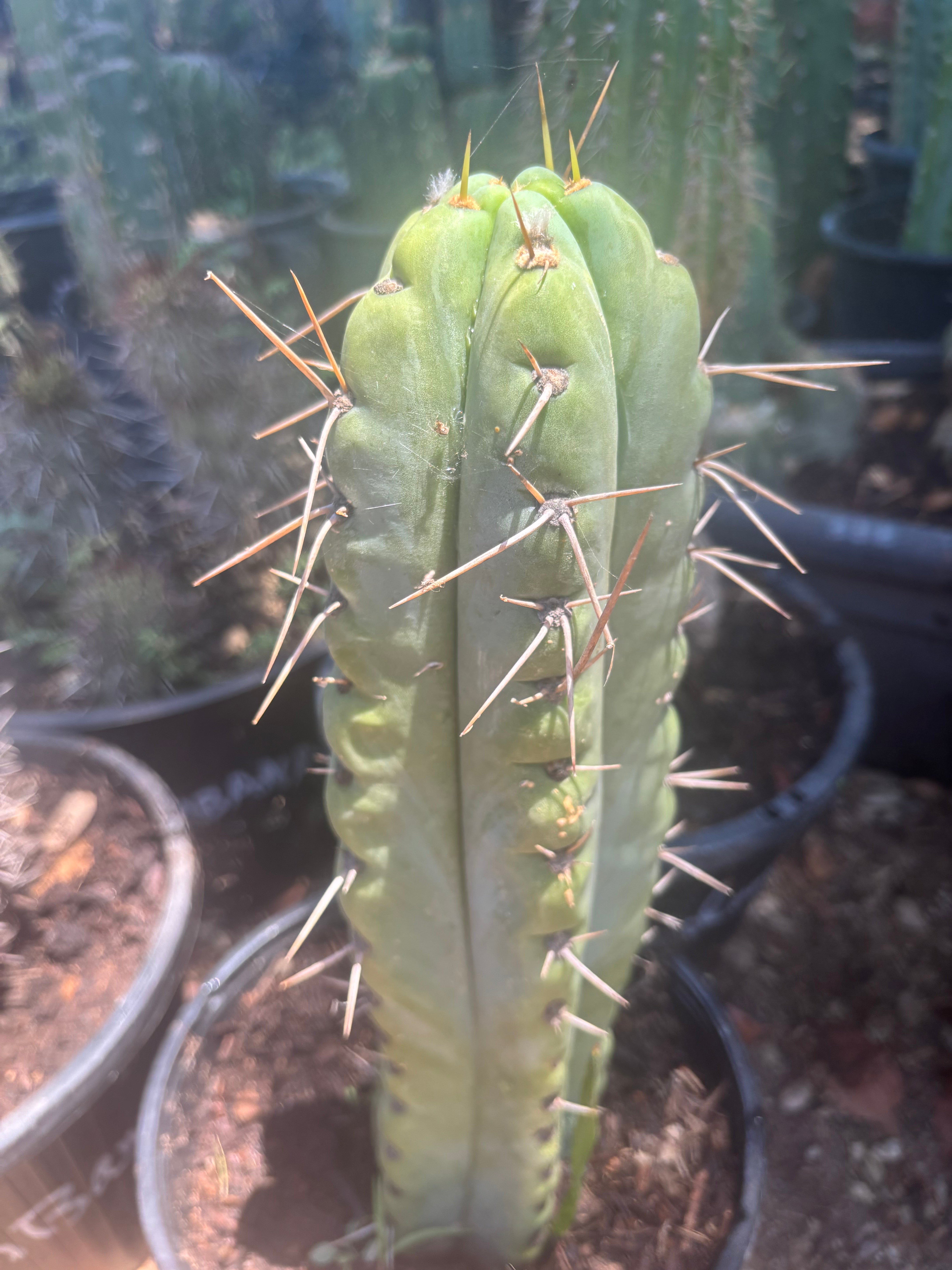 💎🌶️🌶️ NOM — Thick 7” Tip
