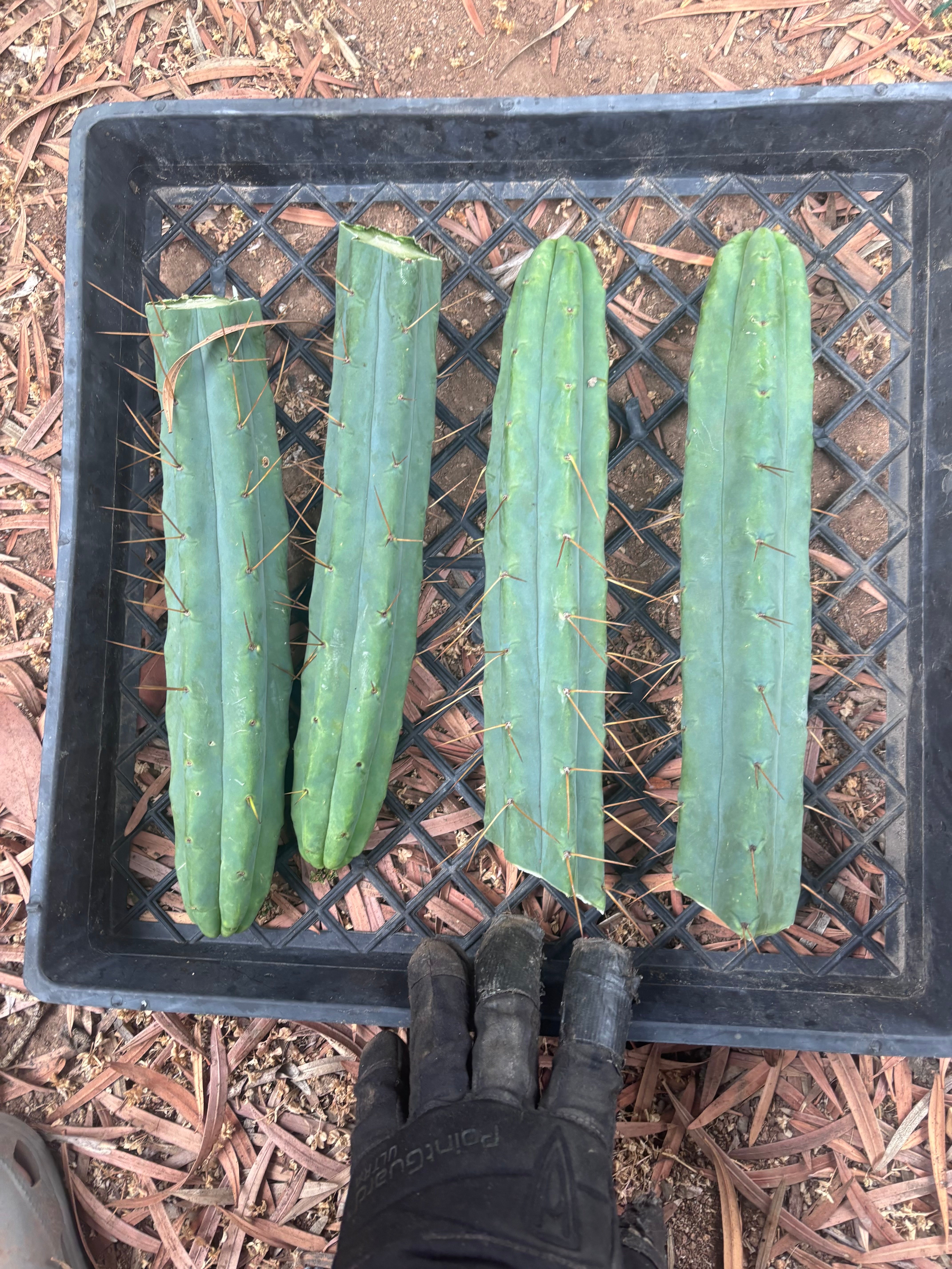 👑🌶️🌶️  Jiimz Twin Spine — 13” Tips (4)