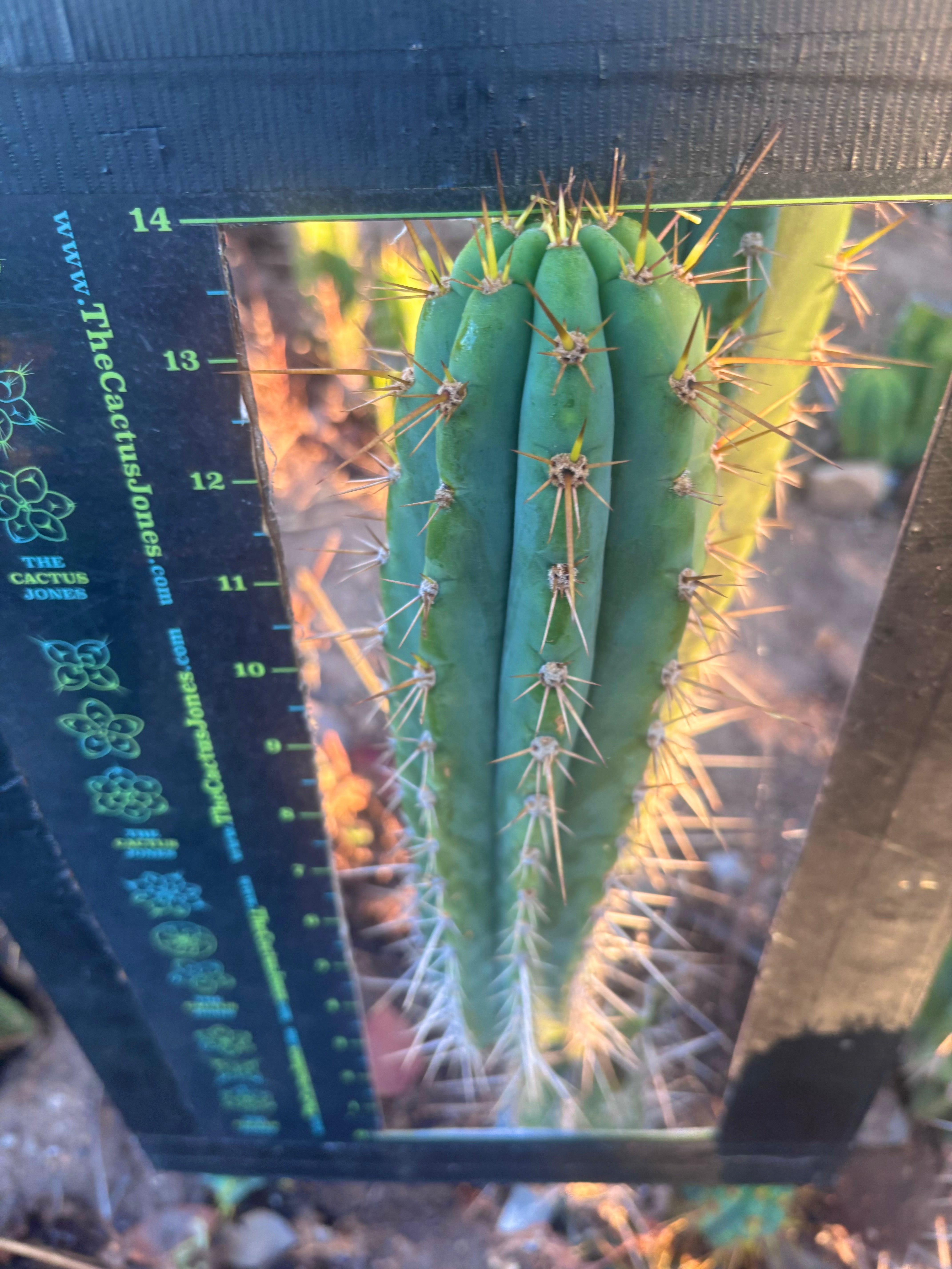 👑🌶️ Zalidus — XL 14” Tip