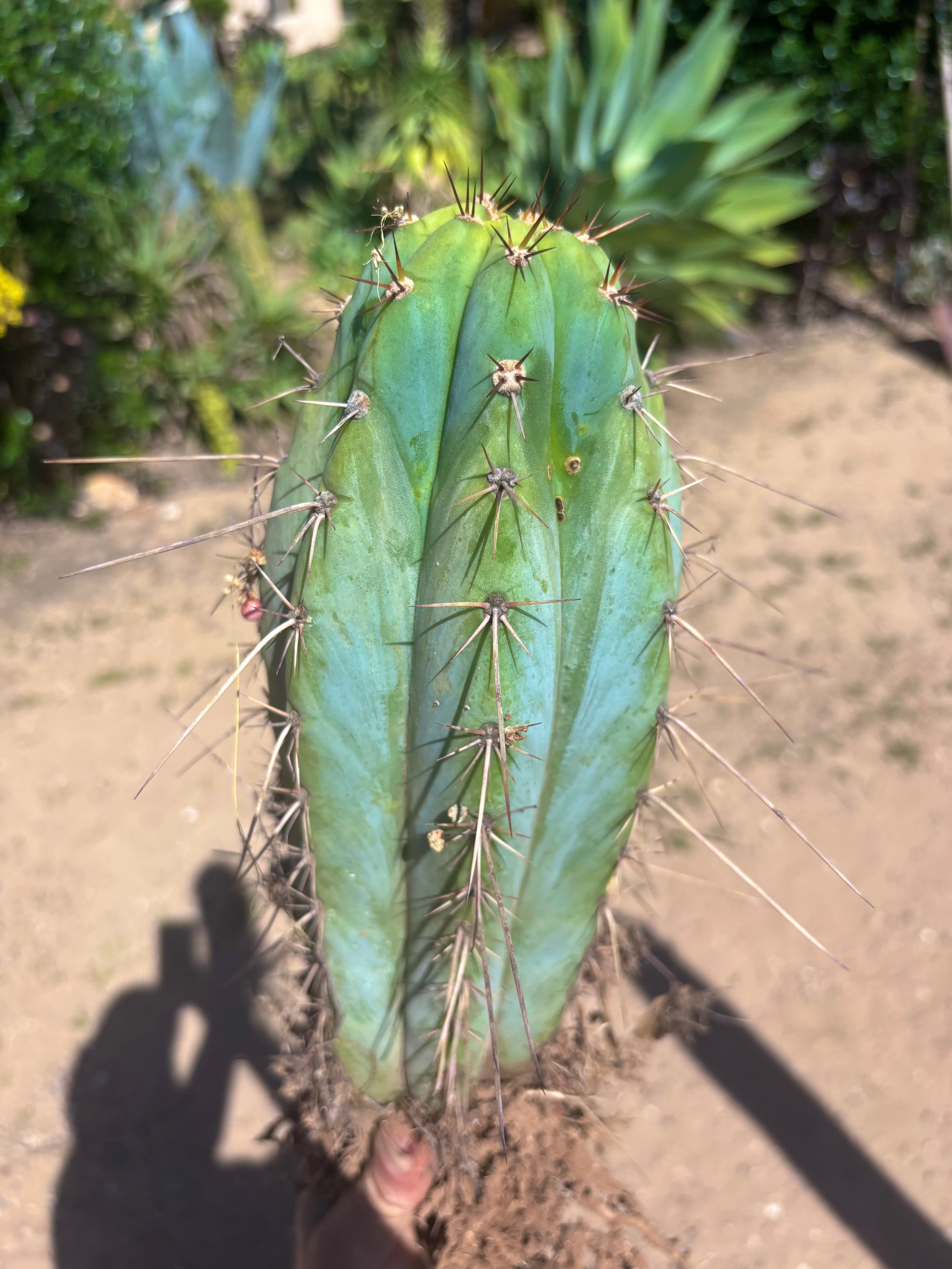 💎👑🌶️ RS0004  — 14” Rooted Chonker