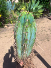 💎👑🌶️ RS0004  — 14” Rooted Chonker