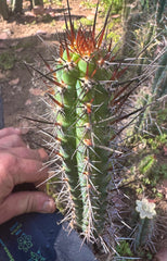 👑 SS04 — 10” Pup