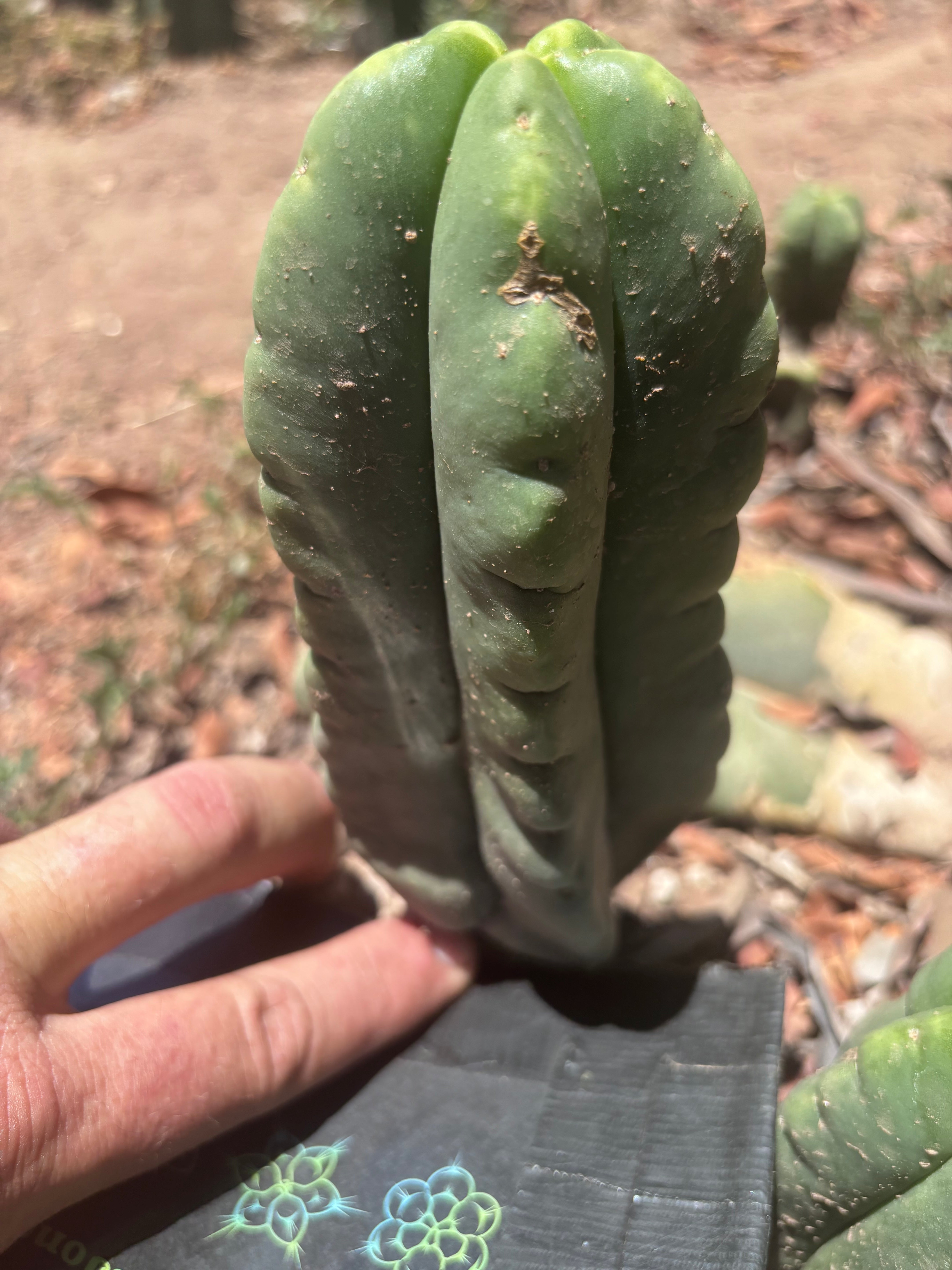 💎👑💎🌶️ Ferah! — 5.5” Pup
