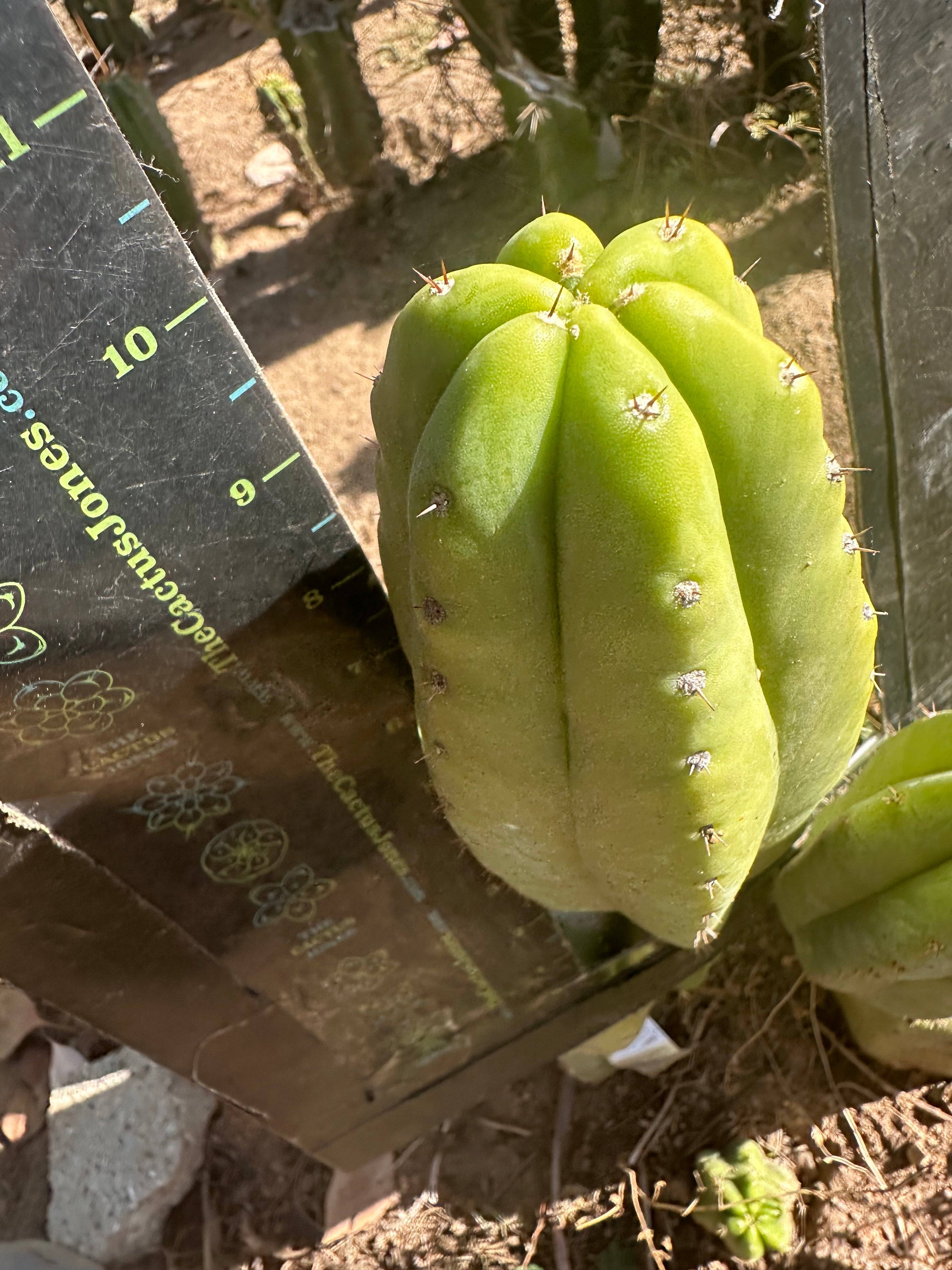 👑🌶️ Maipu — Chonky 10” Pup