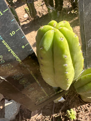 👑🌶️ Maipu — Chonky 10” Pup