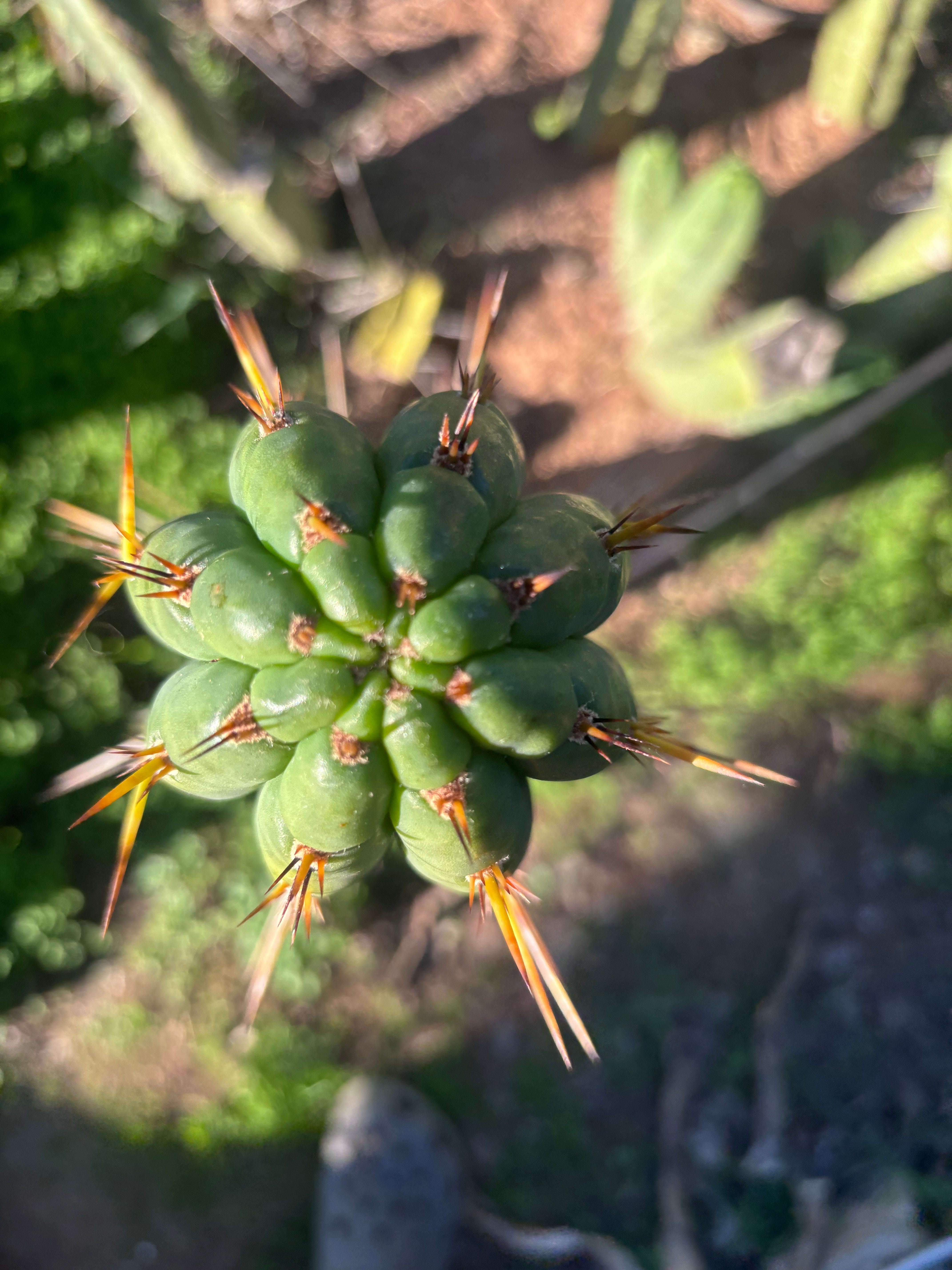 👑🌶️🌶️  Lumberjack — XL 14” Pup