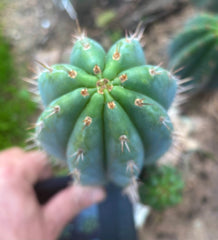 💎👑 Ferret — Another 9” Pup