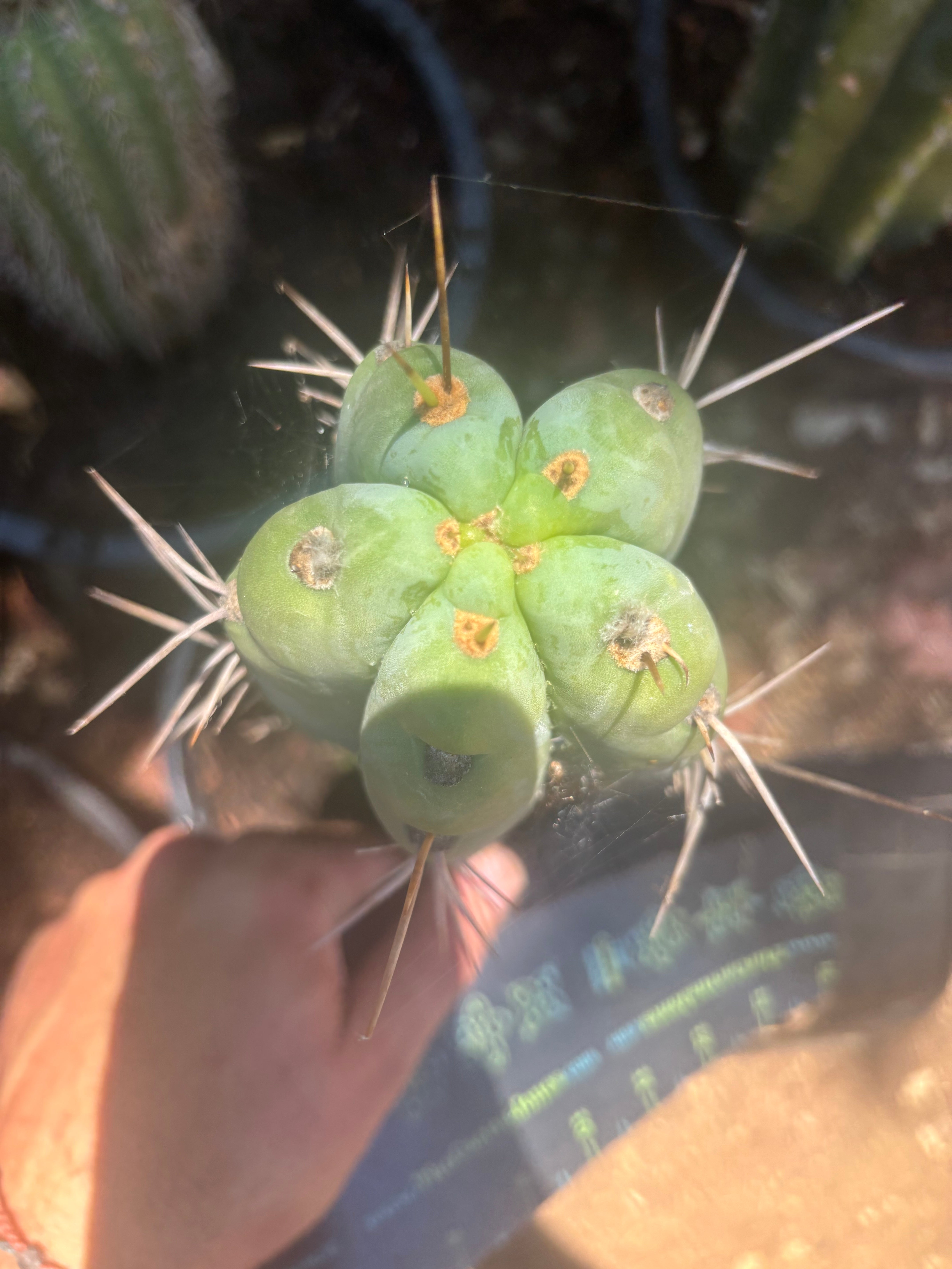 💎🌶️🌶️ NOM — Thick 7” Tip