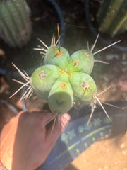 💎🌶️🌶️ NOM — Thick 7” Tip