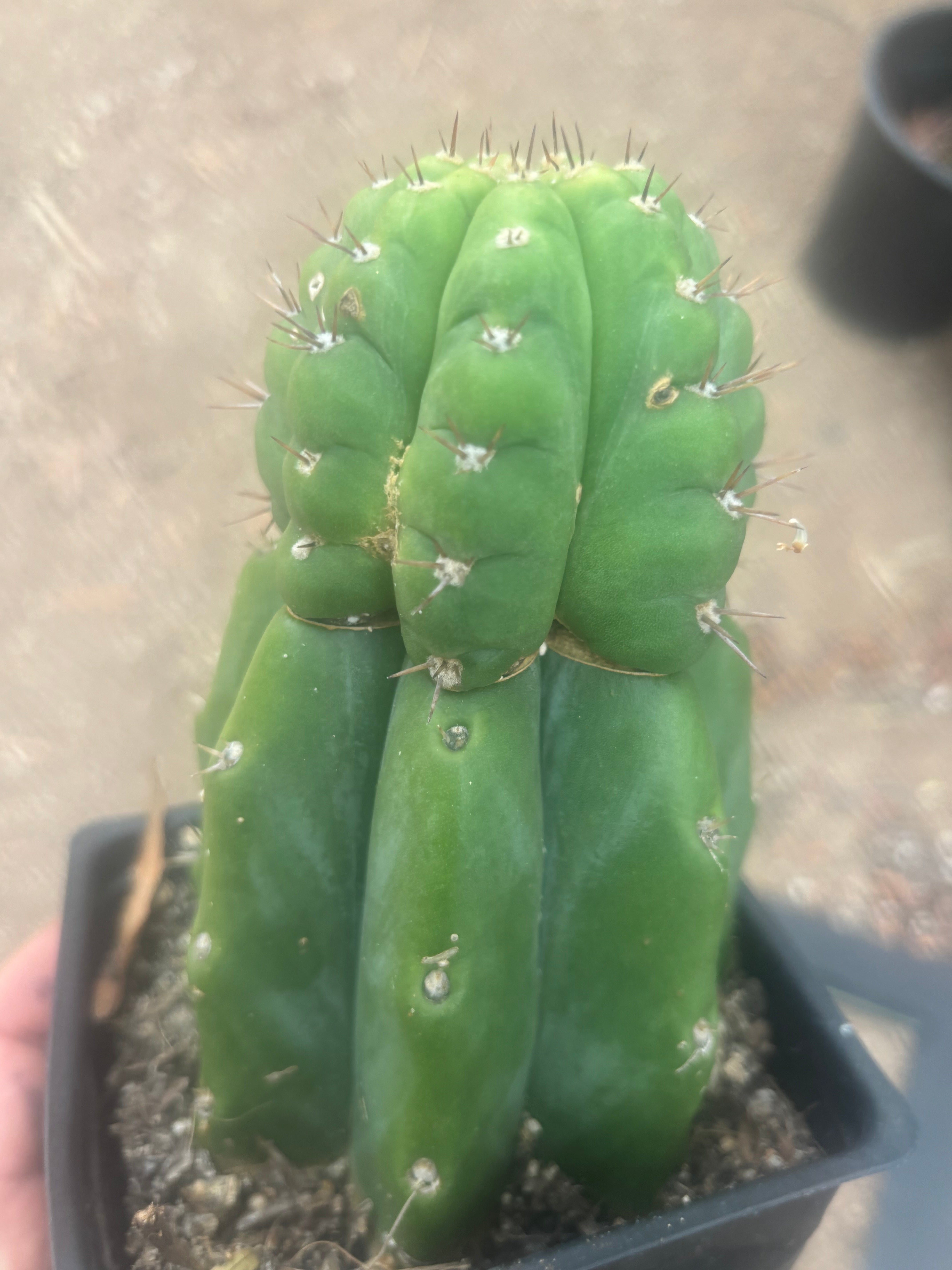 💎👑💎 Parque de Leyendes —BK08611.4 Clone A —  “Work of Art” Tip Graft on Rooted Stock