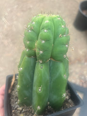 💎👑💎 Parque de Leyendes —BK08611.4 Clone A —  “Work of Art” Tip Graft on Rooted Stock