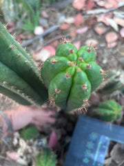 👑🌶️ Torres & Torres — 15” Pup